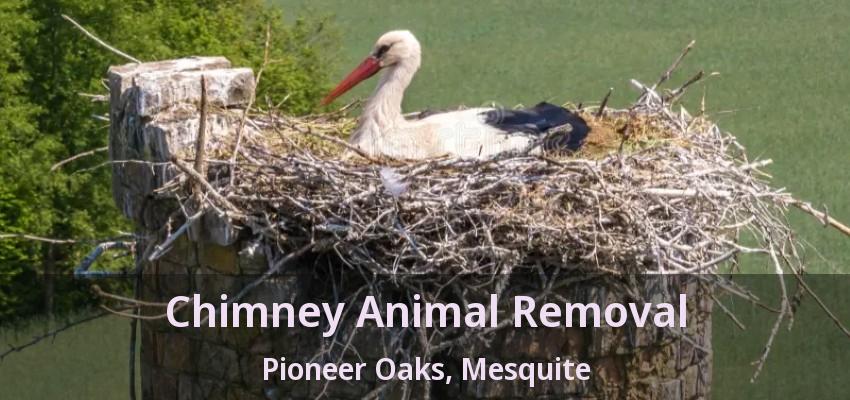 Chimney Animal Removal Pioneer Oaks, Mesquite - TX Chimney Animal Removal Pioneer Oaks, Mesquite - TX