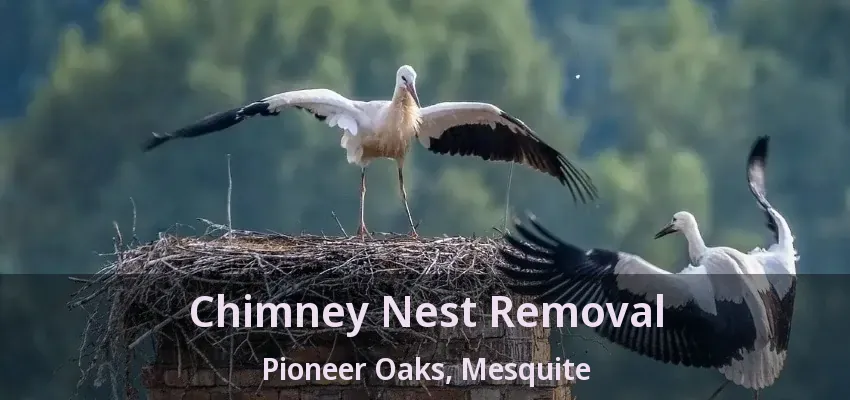 Chimney Nest Removal Pioneer Oaks, Mesquite - TX Chimney Nest Removal Pioneer Oaks, Mesquite - TX